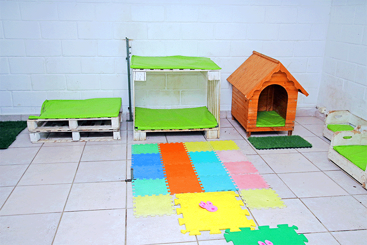 Já pensou em colocar seu cãozinho numa creche? 4 quarto 2
