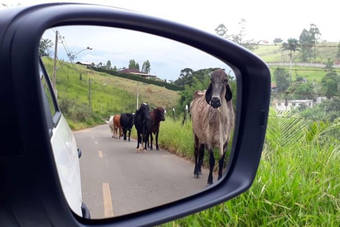 Vacas são flagradas em via do Náutico 1 VU vacas
