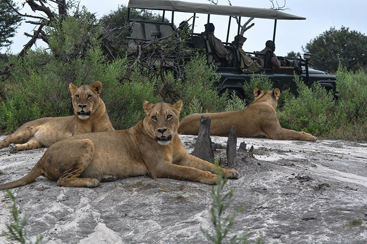 boa viagemChitabe Concession – Botswana