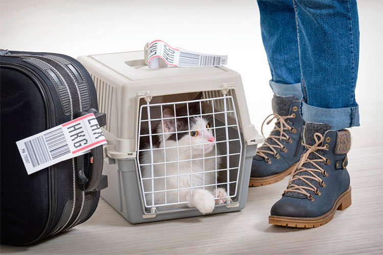 Prepare-se para uma viagem ao lado de seu bichinho de estimação 3 caixa de transporte