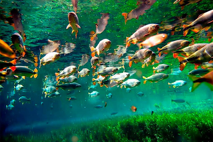 BONITO1