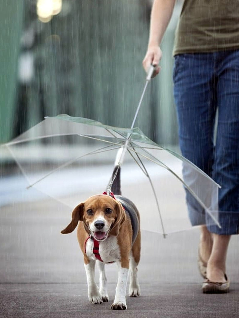 guarda chuva para cachorro 1 outra opção editada