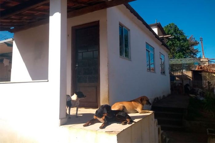 animais
