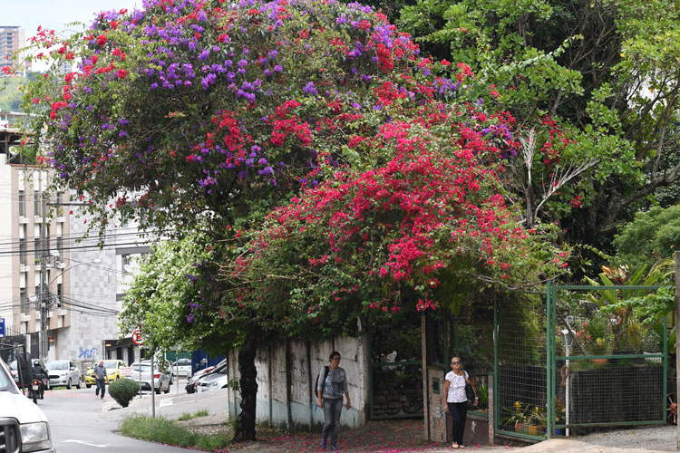 arvores-floridas-em-JF-by-marcelo-ribeiro-2 arvores-floridas-em-JF-by-marcelo-ribeiro-2