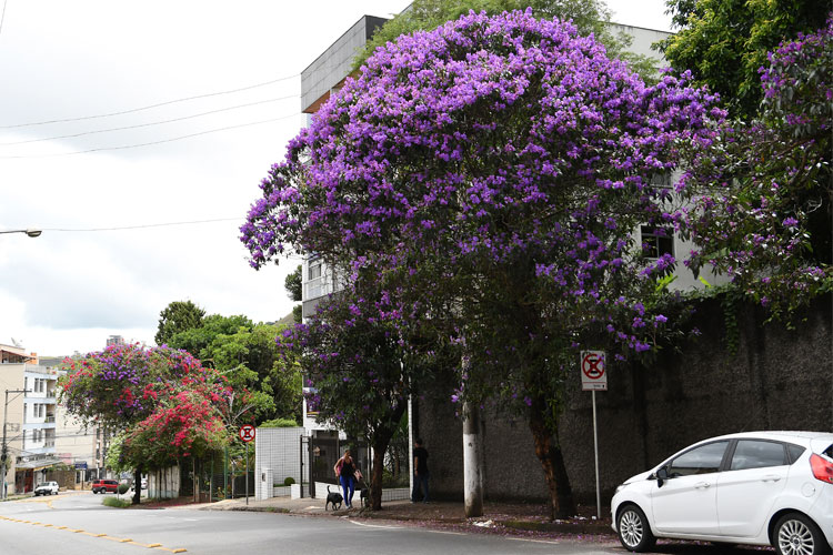 arvores-floridas-em-JF-by-marcelo-ribeiro-5 arvores-floridas-em-JF-by-marcelo-ribeiro-5