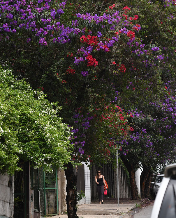 Árvores em floração colorem ruas de Juiz de Fora 1 arvores floridas em JF by marcelo ribeiro 7
