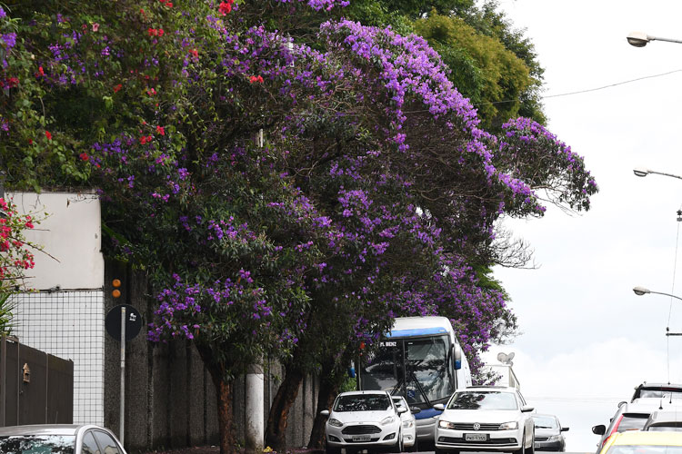arvores-floridas-em-JF-by-marcelo-ribeiro arvores-floridas-em-JF-by-marcelo-ribeiro