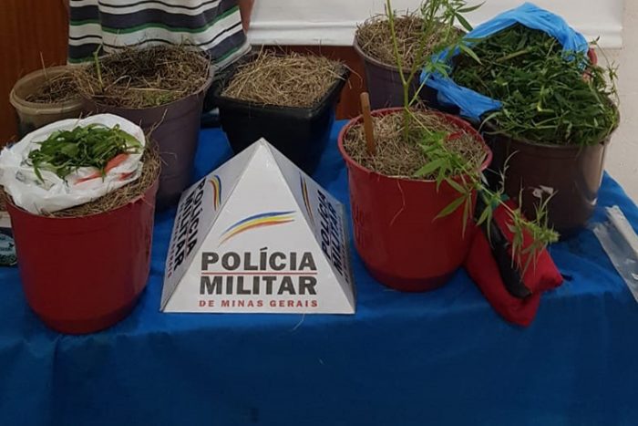 Homem é preso por plantar maconha em apartamento na Batista de Oliveira 1 maconha pm