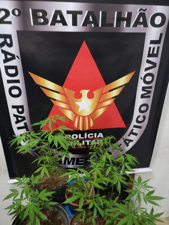 plantação de maconha PM