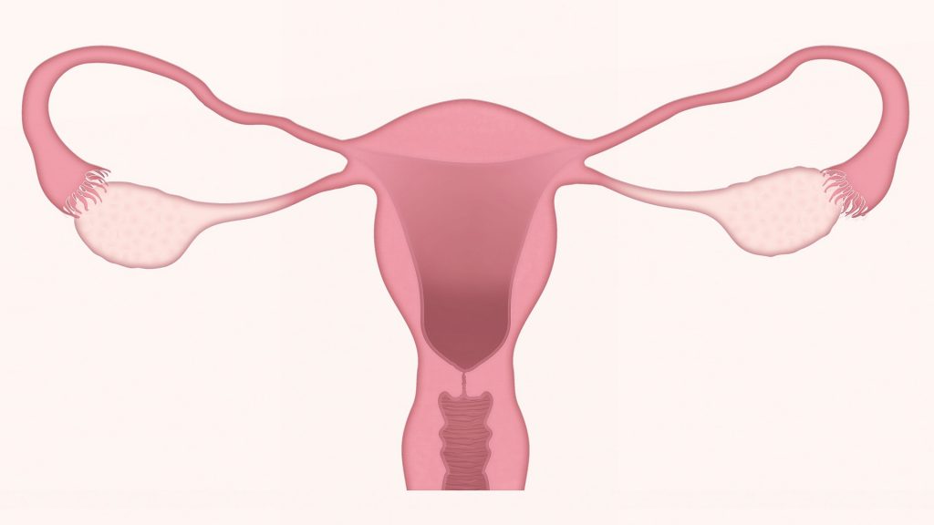 Campanha contra endometriose será lançada nesta quinta em JF 1 uterus 3777765 1920