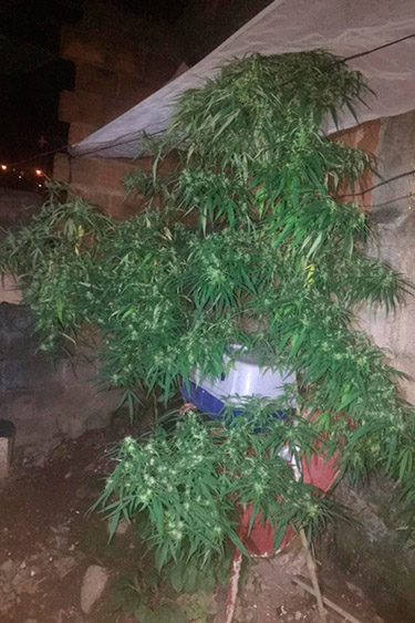maconha