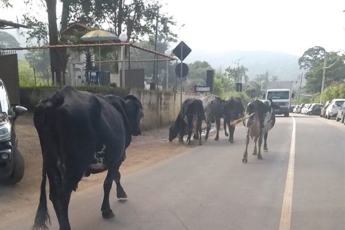Bovinos soltos oferecem risco no Bosque do Imperador 1 vu vaca