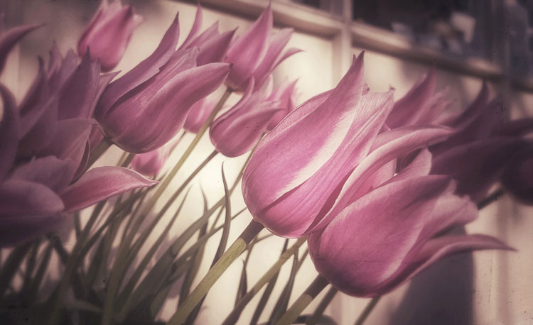 Echoes-of-Amsterdam-on-transparency-of-tulips