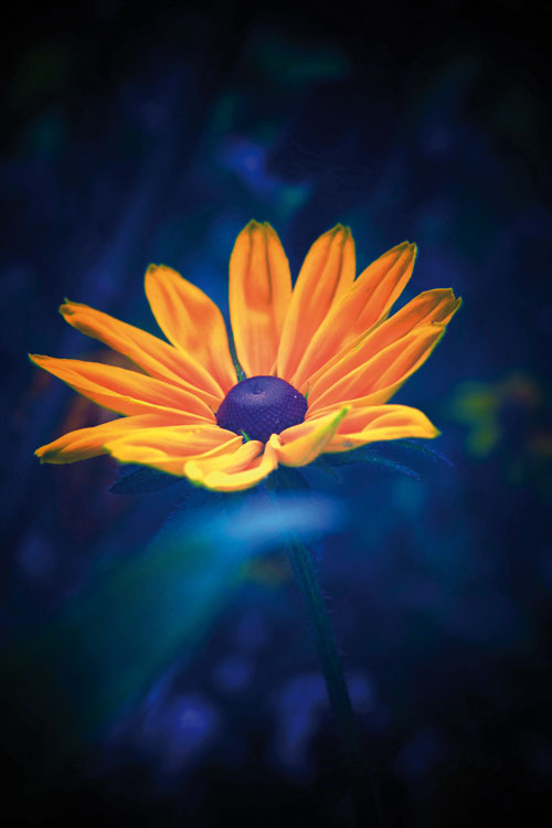 Giverny Tribute to Claude Monet 3