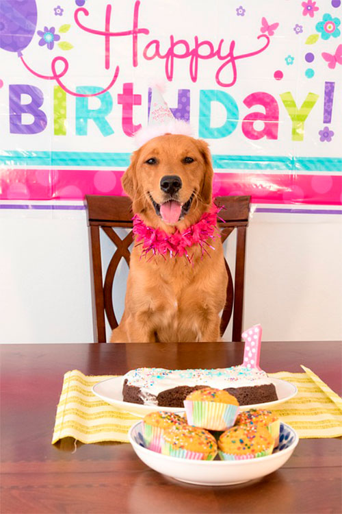 Veterinária alerta para riscos de humanização animal 3 aniversário