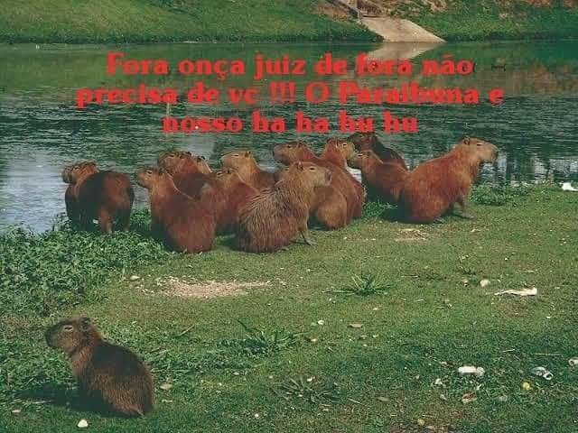 Onça pintada 'rolezeira' rende memes nas redes sociais 1 capivaras ciúme