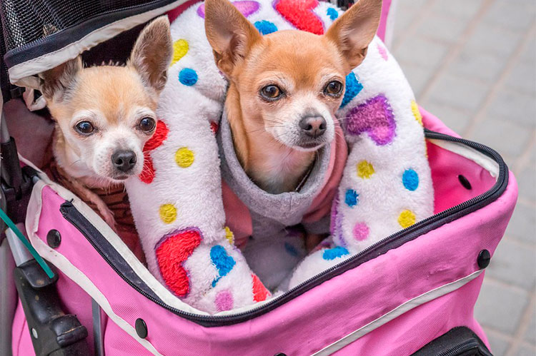 Veterinária alerta para riscos de humanização animal 4 dupla no carrinho