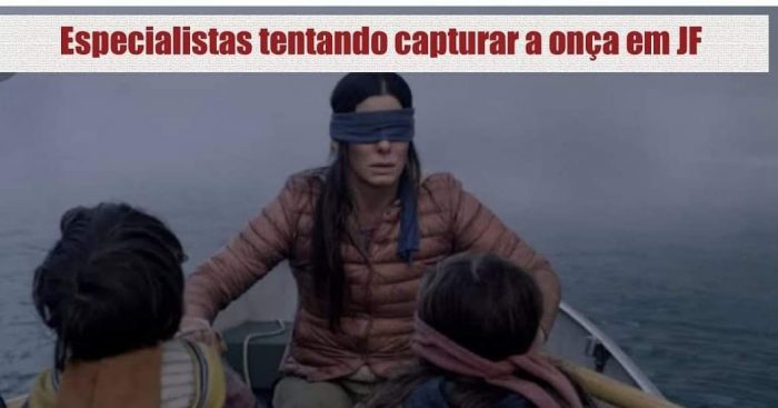 Onça pintada 'rolezeira' rende memes nas redes sociais 5 especialistas birdy box