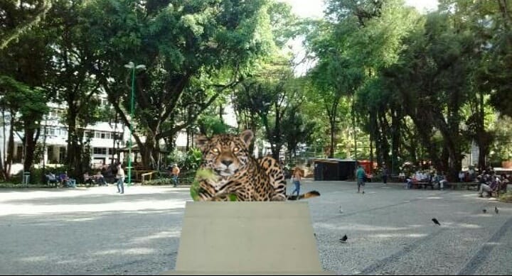 Onça pintada 'rolezeira' rende memes nas redes sociais 2 estatua fãclube