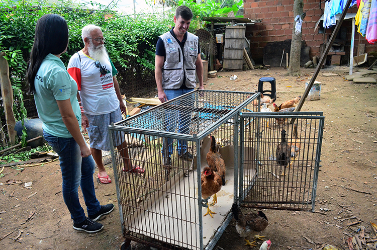 Dono de galinheiro atacado por onça recebe doação de galinhas 1 galinha by olavo 3