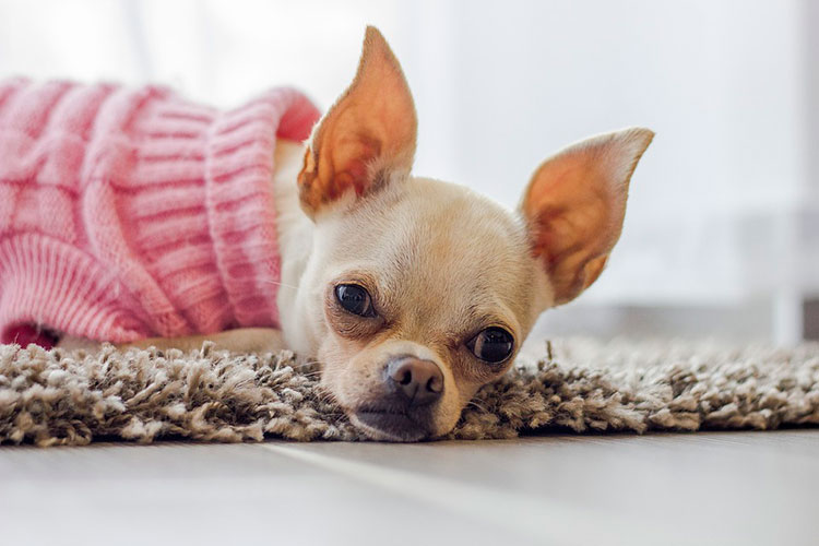 Veterinária alerta para riscos de humanização animal 1 no tapete