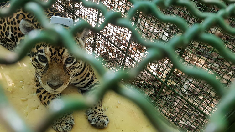 Onça-pintada é transferida, mas Jardim Botânico só deve reabrir em duas semanas 2 onçapresa raulufjf