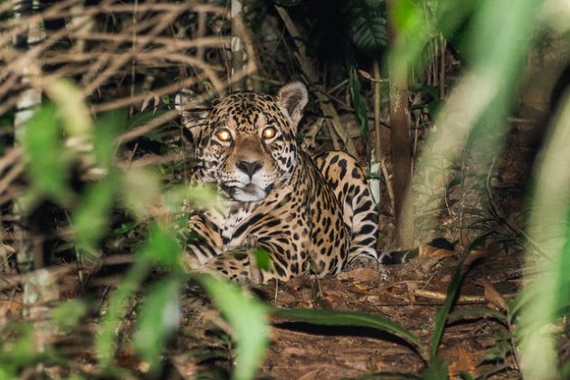 'Onde tem onça-pintada, tem boa qualidade ambiental' 2 onca1 630x420 ufjf