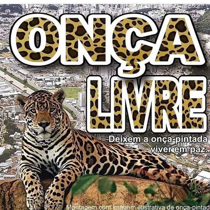 Onça pintada 'rolezeira' rende memes nas redes sociais 6 onça livre