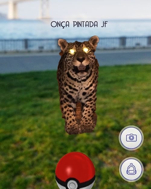 Onça pintada 'rolezeira' rende memes nas redes sociais 4 pokemon go