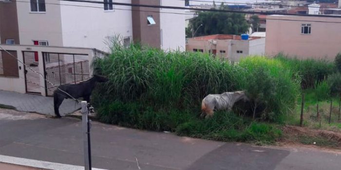 Cavalos soltos preocupam moradores do Bairro Alfineiros 1 vu2