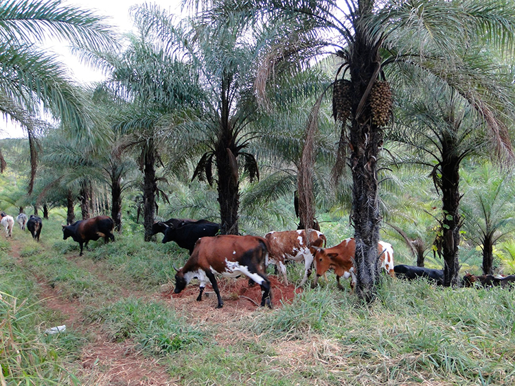 Zona da Mata pode produzir 230 milhões de litros de bioquerosene de aviação em 2031 1 Macauba 5 Integração pecuária floresta de Macaúba Olaria Foto Orlando Arruda