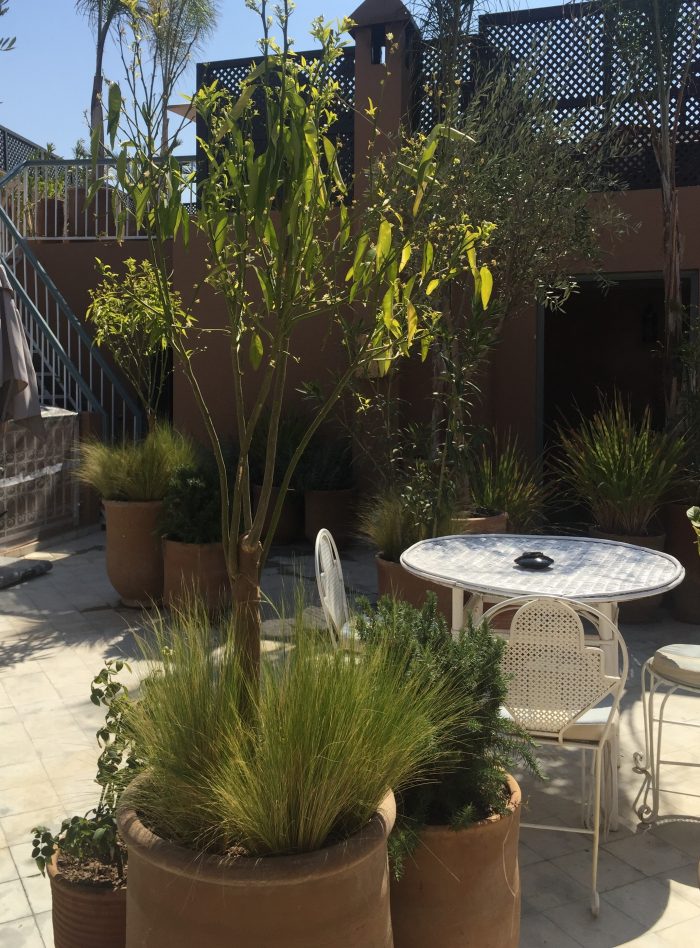 Natureza indoor | Maneiras contemporâneas de usar plantas na decoração 7 marrackech