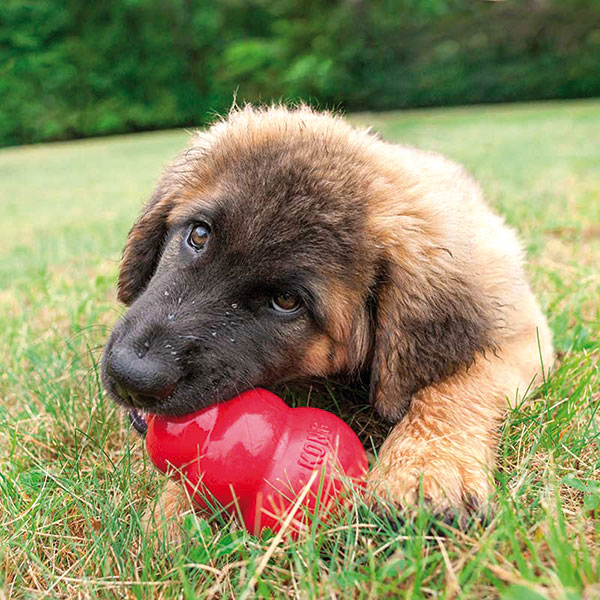 Novidades para deixar seu cãozinho estiloso neste inverno 2 Kong Divulgação