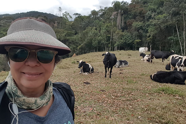 fé na estrada vacas1