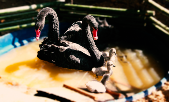 cisnes1