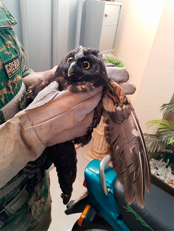 animais estradas by policia ambiental divulgacao