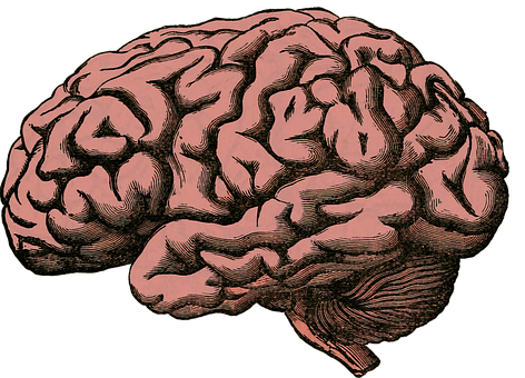 Memória: Por que grávidas ficam esquecidas? 4 cerebro