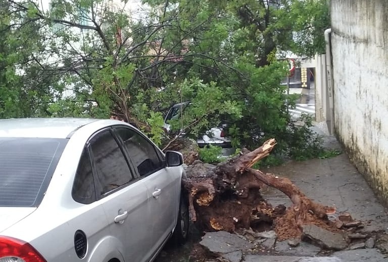 Árvore cai no Mundo Novo durante chuva 1 árvore mundo novo