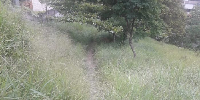 Mato alto propicia aparecimento de animais peçonhentos 1 VU SantaMaria 2711
