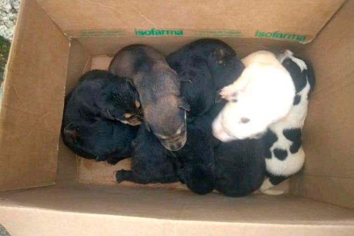 Bombeiros de Barbacena resgatam ninhada de cães em local de difícil acesso 1 caes