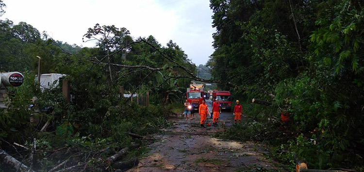 Queda de árvores fecha Estrada União e Indústria nesta terça 1 uniao industria bombeiros1