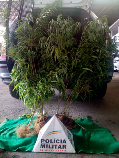 Maconha no Tiguera 1