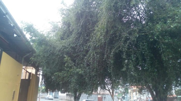Moradores solicitam poda de árvores no Jardim Natal 1 VU 31 01