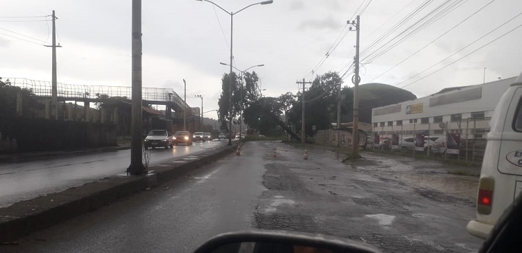 Chuvas e ventos fortes derrubam árvores em Juiz de Fora 1 arvore caida jk by Victor Coelho