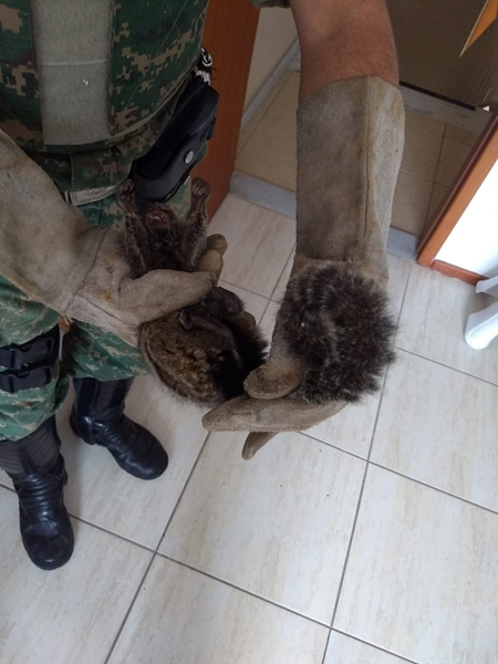 442 animais silvestres são capturados em 2019 1 mico arquivo pessoal