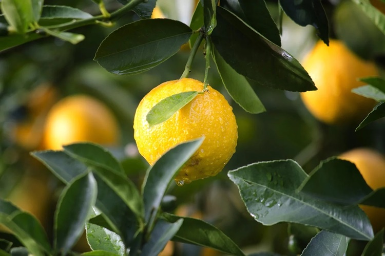 limonada
