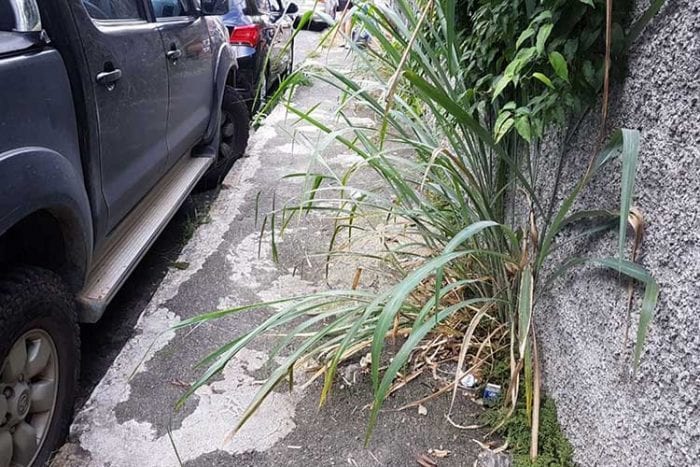 Matagal ultrapassa muro de terreno e invade calçada 1 VU 3004
