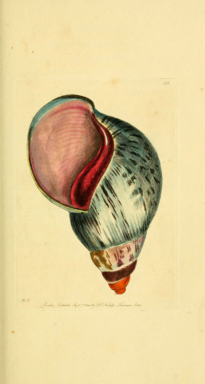 wconcha