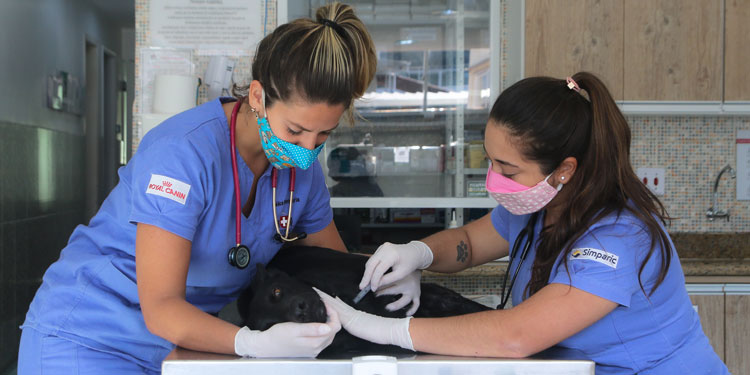 Real Vet Plus: A vantagem de ter um plano de saúde veterinário 5 Hospital Estrada Real 1 destacada