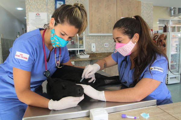 Real Vet Plus: A vantagem de ter um plano de saúde veterinário 2 Hospital Estrada Real 2